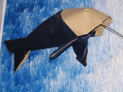 Koi-No-Bori - Ponty alakú szélzsák